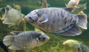 Bisnis Budidaya Ikan Gurame