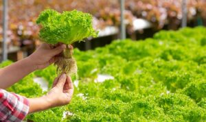 Bisnis Tanaman Hidroponik