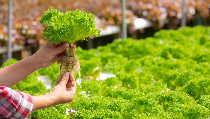 Bisnis Tanaman Hidroponik