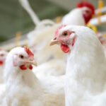 Bisnis Ternak Ayam Petelur