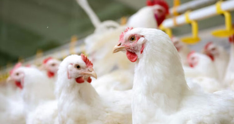 Bisnis Ternak Ayam Petelur