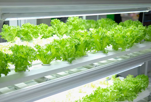 Bisnis Tanaman Hidroponik