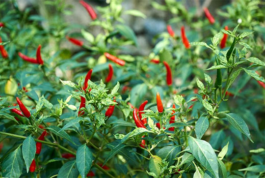 Usaha Budidaya Cabe Rawit