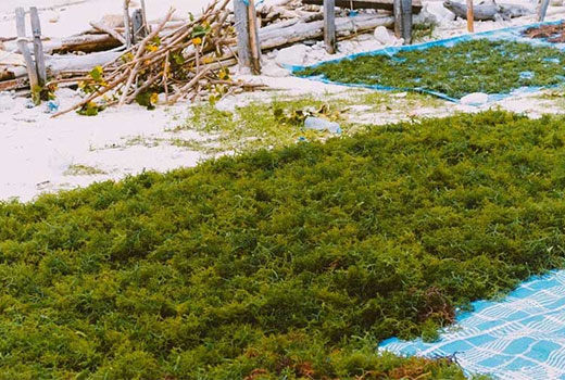 Usaha Budidaya Rumput Laut