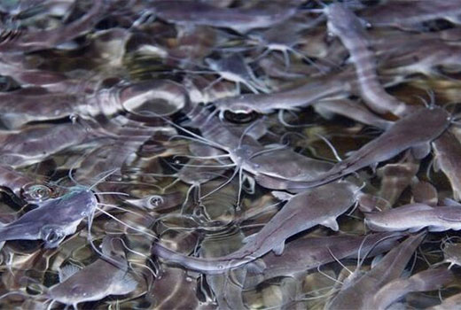 Usaha Budidaya Ikan Lele