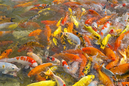 Usaha Budidaya Ikan Mas