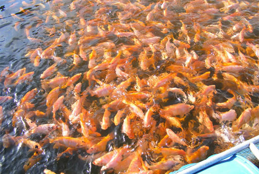 Usaha Budidaya Ikan Nila