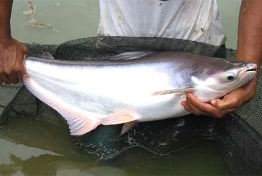 Usaha Budidaya Ikan Patin