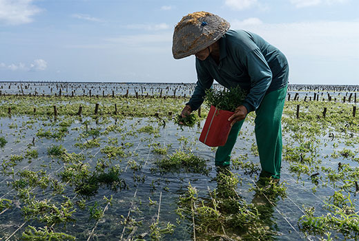 Usaha Budidaya Rumput Laut
