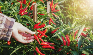 Usaha Budidaya Cabe Rawit