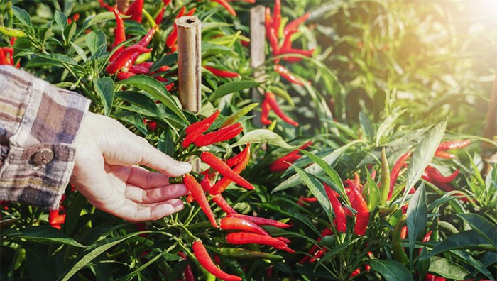 Usaha Budidaya Cabe Rawit