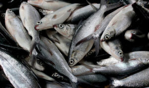 Usaha Budidaya Ikan Bandeng