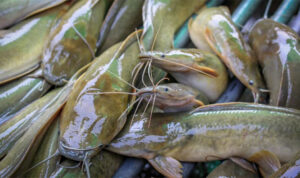 Usaha Budidaya Ikan Lele