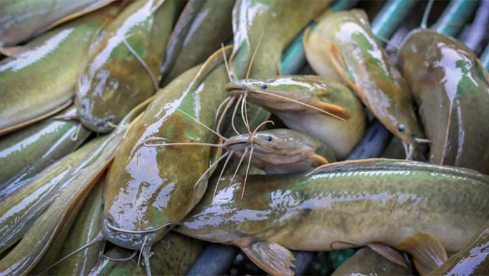 Usaha Budidaya Ikan Lele