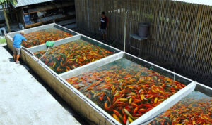 Usaha Budidaya Ikan Mas