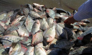 Usaha Budidaya Ikan Mujair