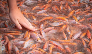 Usaha Budidaya Ikan Nila