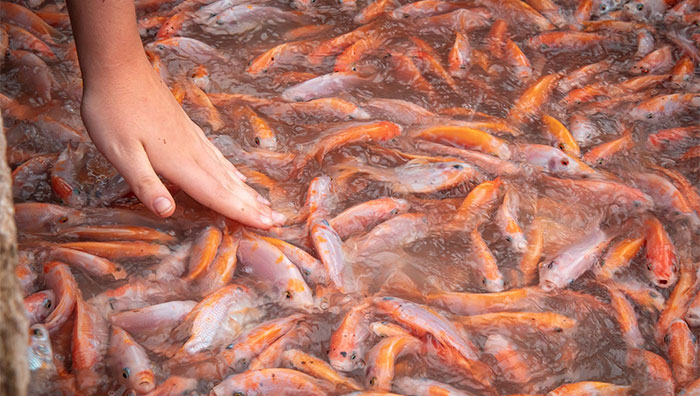 Usaha Budidaya Ikan Nila