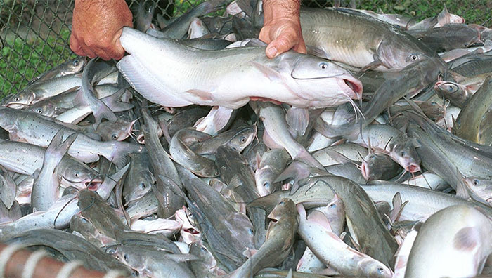 Usaha Budidaya Ikan Patin