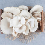 Usaha Budidaya Jamur Tiram