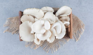 Usaha Budidaya Jamur Tiram