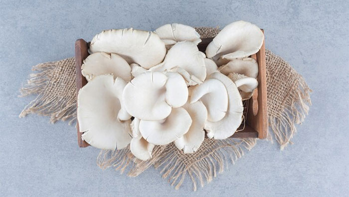 Usaha Budidaya Jamur Tiram