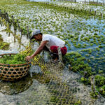 Usaha Budidaya Rumput Laut