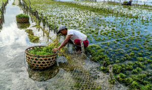 Usaha Budidaya Rumput Laut