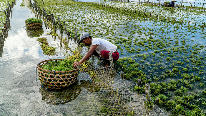 Usaha Budidaya Rumput Laut