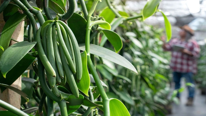 Usaha Budidaya Tanaman Vanili