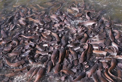 Usaha Budidaya Ikan Lele