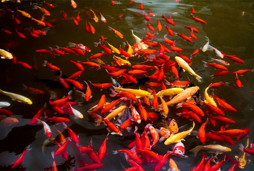 Usaha Budidaya Ikan Mas