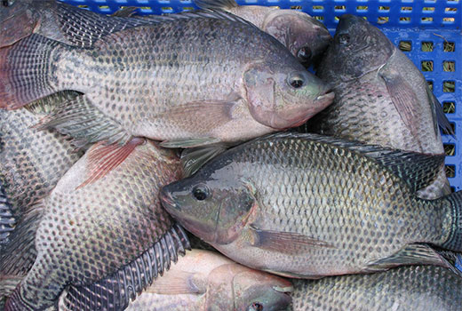 Usaha Budidaya Ikan Mujair