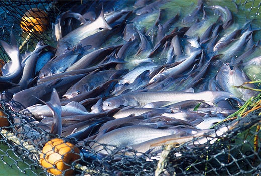 Usaha Budidaya Ikan Patin