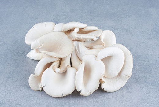 Usaha Budidaya Jamur Tiram