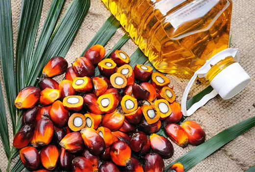 Usaha Perkebunan Kelapa Sawit