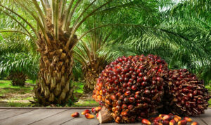 Usaha Perkebunan Kelapa Sawit