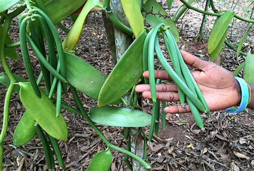 Usaha Budidaya Tanaman Vanili