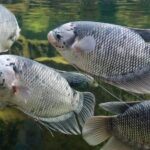 usaha budidaya ikan gurame