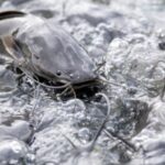 usaha budidaya ikan lele