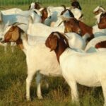 usaha ternak kambing